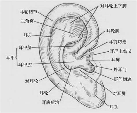 耳廓 意思|耳廓